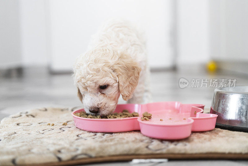 可爱的Lagotto Romagnolo小狗吃